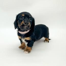Violet - Black and tan female Dachshund puppy in Waddell, Arizona from Neu Doxies