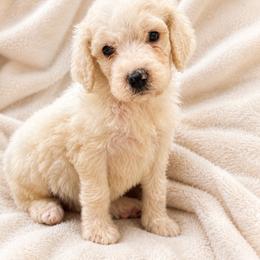 Opal - White female Poodle puppy in Flora, Illinois from Hanging Rock Poodles