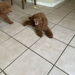 Bella - Poodle