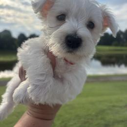 Red boy - White male West Highland White Terrier puppy in Cullman, Alabama from Twin Lake Westies