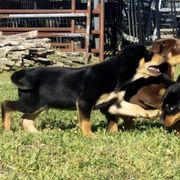 Australian Cattle Dog and Australian Kelpie Puppies from Carben Copy