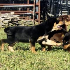 Australian Cattle Dog and Australian Kelpie Puppies from Carben Copy