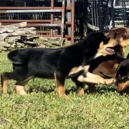 Australian Cattle Dog and Australian Kelpie Puppies from Carben Copy