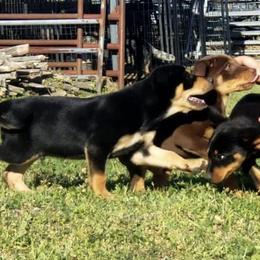 Australian Cattle Dog and Australian Kelpie Puppies from Carben Copy