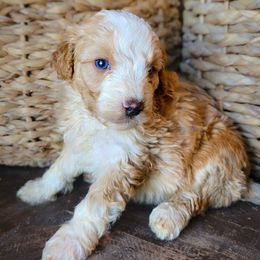 Wrangler - Apricot male Aussiedoodle puppy in Crete, Nebraska from Doodles & Co