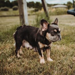 Bagel - Australian Shepherd