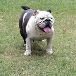 English Bulldog and French Bulldog All Grown Up from Blue Rover Bullies