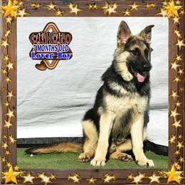 Charlie Chaplin - Black and tan male German Shepherd puppy in Murrieta, California from Diamond Oaks German Shepherds