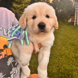 Boy blue - Light golden male Golden Retriever puppy in Chesapeake, Virginia from Goldilocks Golden Retrievers