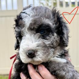 Bernedoodle, Cavalier King Charles Spaniel, and Poodle Puppies from Ellas.Pups (Bernedoodles & Cavapoos)