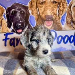 Venus - Merle female Labradoodle puppy in Kingston, Georgia from CC Familydoodles