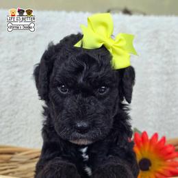 Yellow - Black female Goldendoodle puppy in Rockledge, Florida from Stormie's Doodles