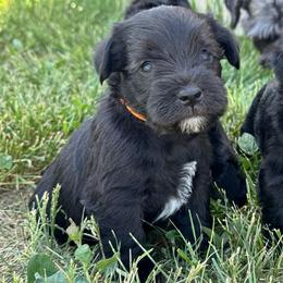 Orange - Black male Miniature Schnauzer puppy in Gillette, Wyoming from T’s Little Schnauzers