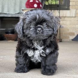 Biewer Terriers, Cavalier King Charles Spaniels, Cavatzus, and Shih Tzus from Rocky Oak Cavaliers & Biewer Terriers LLC
