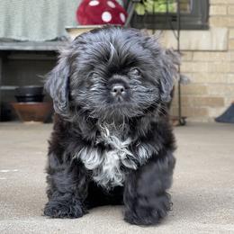 Biewer Terriers, Cavalier King Charles Spaniels, Cavatzus, and Shih Tzus from Rocky Oak Cavaliers & Biewer Terriers LLC