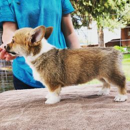 Pembroke Welsh Corgi Puppies from O-Joy Pembroke Welsh Corgis