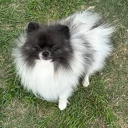 Finn - Blue parti male Pomeranian puppy in Lyons, Georgia from Its a Poms Life Kennel