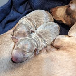 Dachshund Puppies from Ferrario Dachshunds