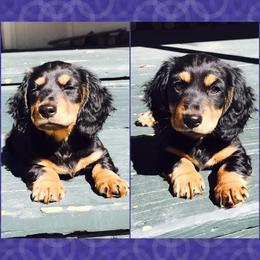 Dachshund Puppies from Dachshund Family Love Breeders