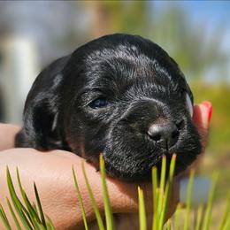 Athena - Black female Cockapoo puppy in Indiahoma, Oklahoma from Phamily Doodles