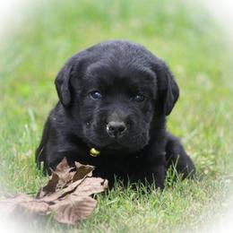 Labrador Retriever Puppies from Prebleridge Acres