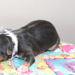 Miniature Australian Shepherd Puppies from Diamond D Mini Aussies