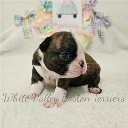 Cosette - Seal brindle and white female Boston Terrier puppy in Mulberry, Arkansas from White Valley Boston Terriers