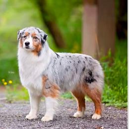 Lennox - Australian Shepherd