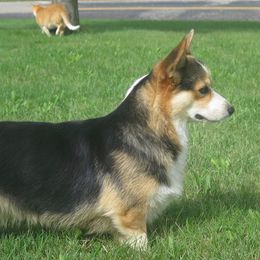 Kira - Pembroke Welsh Corgi