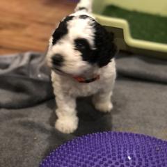 Chinese Crested and Spanish Water Dog Puppies from MilAcres Kennels