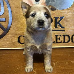 L61-02 - Red speckled female Australian Cattle Dog puppy in Sheridan, Oregon from 6pk Cattledogs