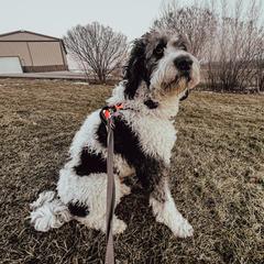 Saint Berdoodles from Brush Creek Shop, L.L.C