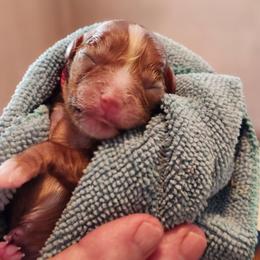 Bugs - Ruby male Cavalier King Charles Spaniel puppy in Waterloo, Iowa from Muddy Paws Cavaliers