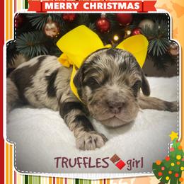 TRUFFLES - Brown merle female Aussiedoodle puppy in Houston, Texas from Jomelkin Furry Pals