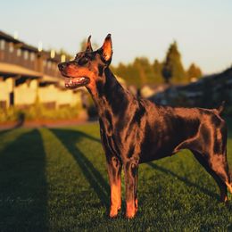 Doberman Pinschers from Blacklist Dobermans