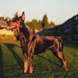 Doberman Pinschers from Blacklist Dobermans