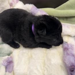 Purple - Black female German Shepherd puppy in Descanso, California from KVA Shepherds