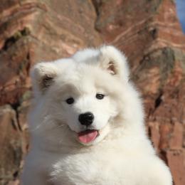 Samoyed and Shiba Inu Puppies from Wintermist Samoyeds