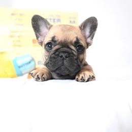 Butter - Fawn female French Bulldog puppy in Keeseville, New York from Big Sky Frenchies