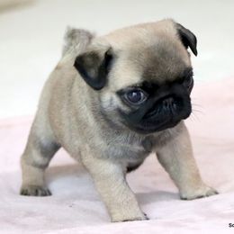 Pugsley - Fawn male Pug puppy in Winnsboro, Texas from Southern pugs