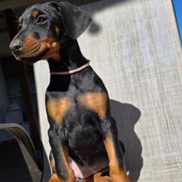 Pink - Black and rust female Doberman Pinscher puppy in Denham Springs, Louisiana from Franklin Dobermans