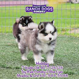 Holiday - Black and white male Pomsky puppy in Humeston, Iowa from M.A.R. Dogs