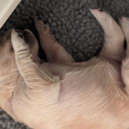 Golden Retriever Puppies from Goldens of Heritage Oaks