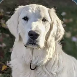 Golden Retriever Puppies from Firefly’s Retrievers