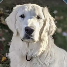 Golden Retriever Puppies from Firefly’s Retrievers