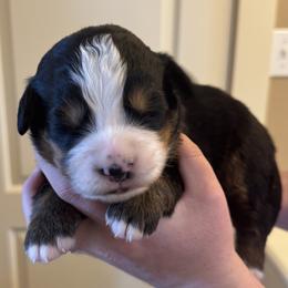 Blue - Black rust and white male Bernese Mountain Dog puppy in Waco, Texas from Van Amburgh Family Farm - Bernese Mountain Dogs