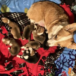 Pembroke Welsh Corgi Puppies from Crossfires Corgis