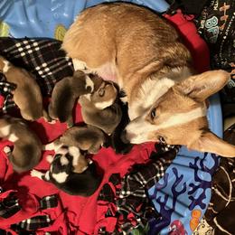 Pembroke Welsh Corgi Puppies from Crossfires Corgis
