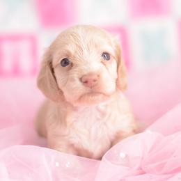 Mary -- FULL AKC Cream Silky - Cream female Dachshund puppy in Neosho, Missouri from A Walk In The Park