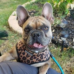 French Bulldogs from Chary's Elite Frenchies